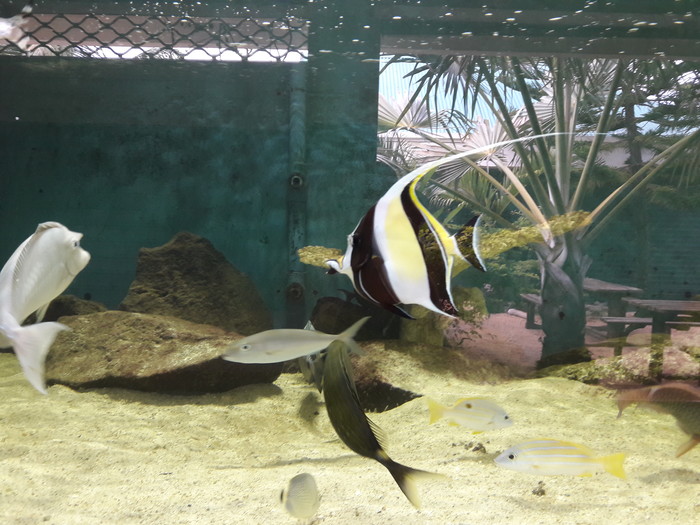 One of the fishies from Nemo!