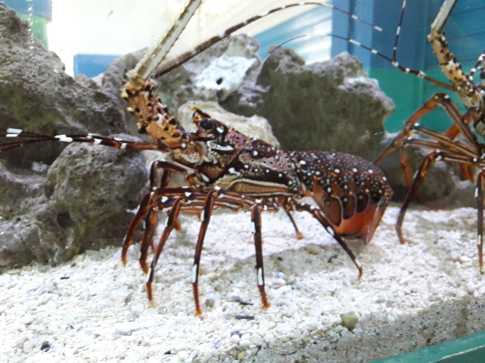 Ugly sea bugs.
