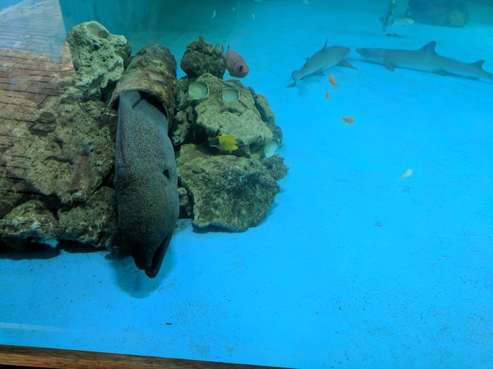 Large Moray Eel.