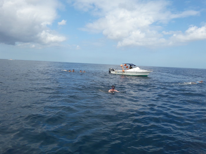 Swimming with the dolphins.