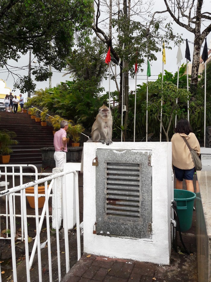 Monkey kingdom.