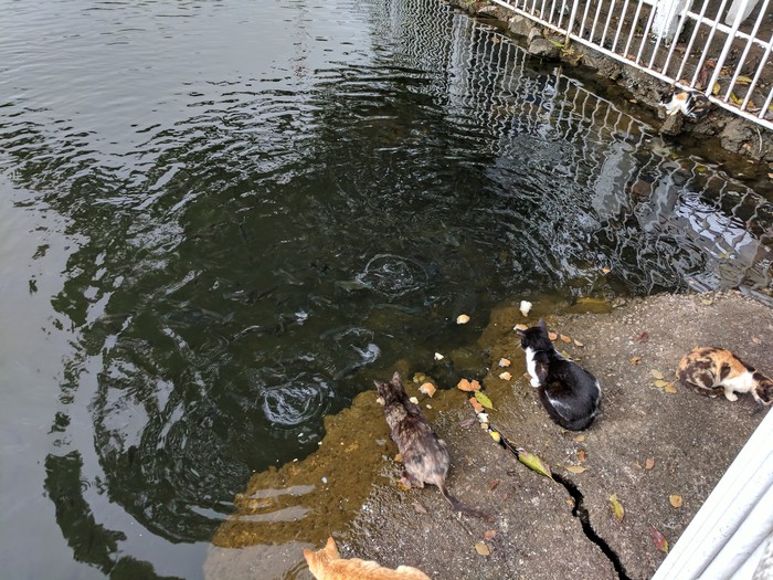 Humans feed fish, cats eat fish.