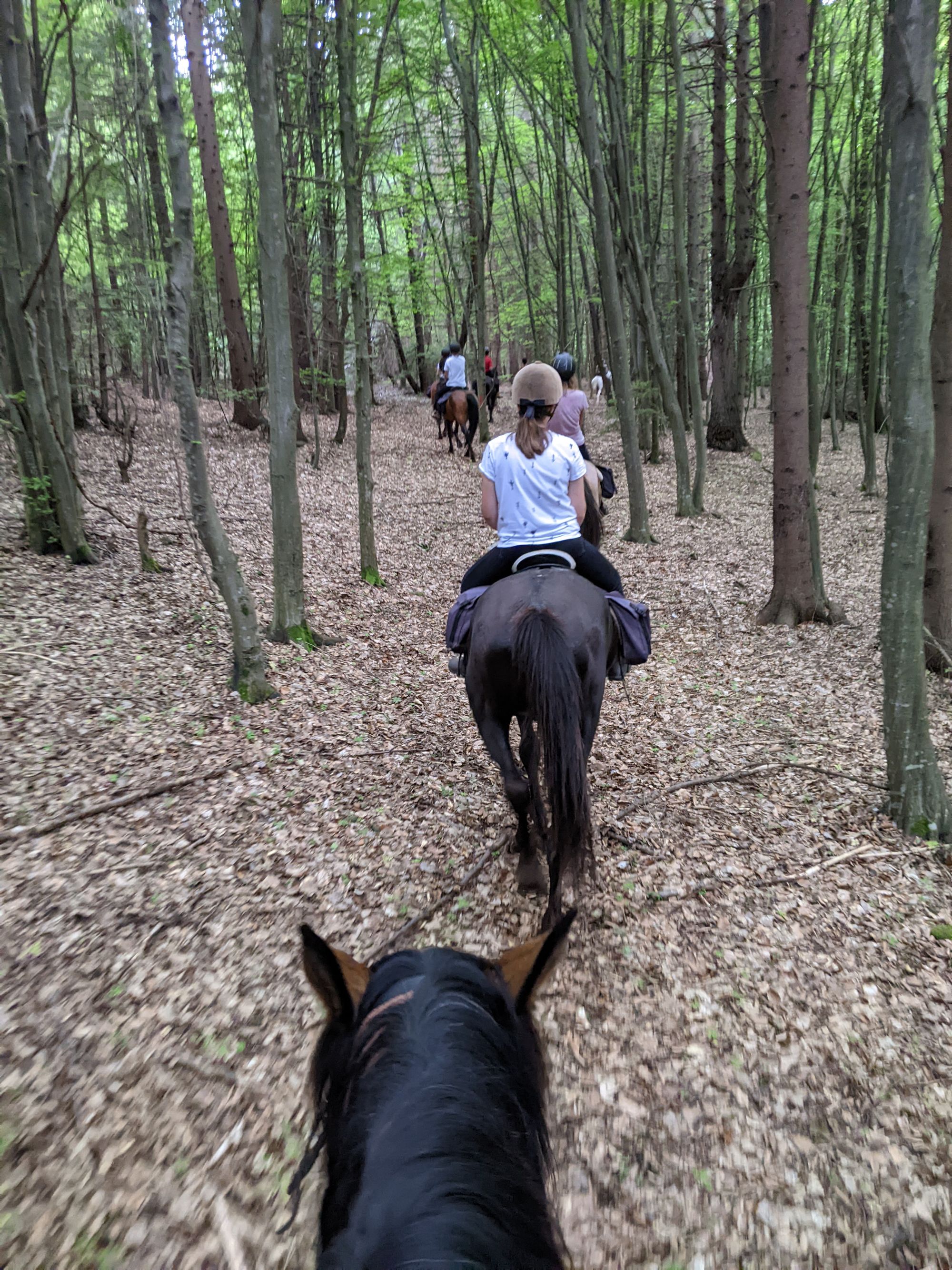 Roland tries new things: Horse riding